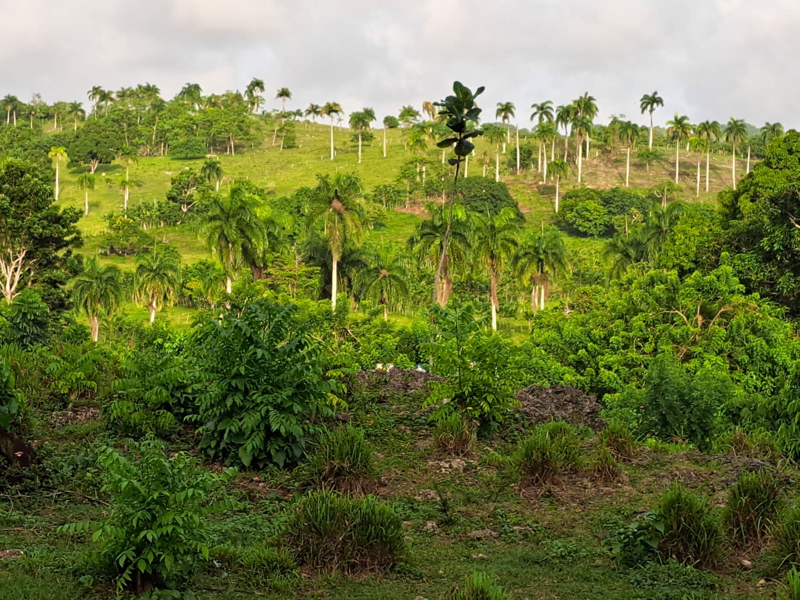 solares y terrenos - TERRENO ECOTURÍSTICO EN RÍO SAN JUAN
