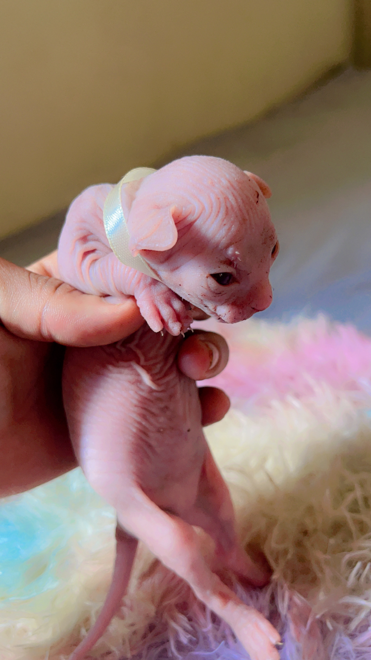animales y mascotas - gatos esfinge , sphynx  2