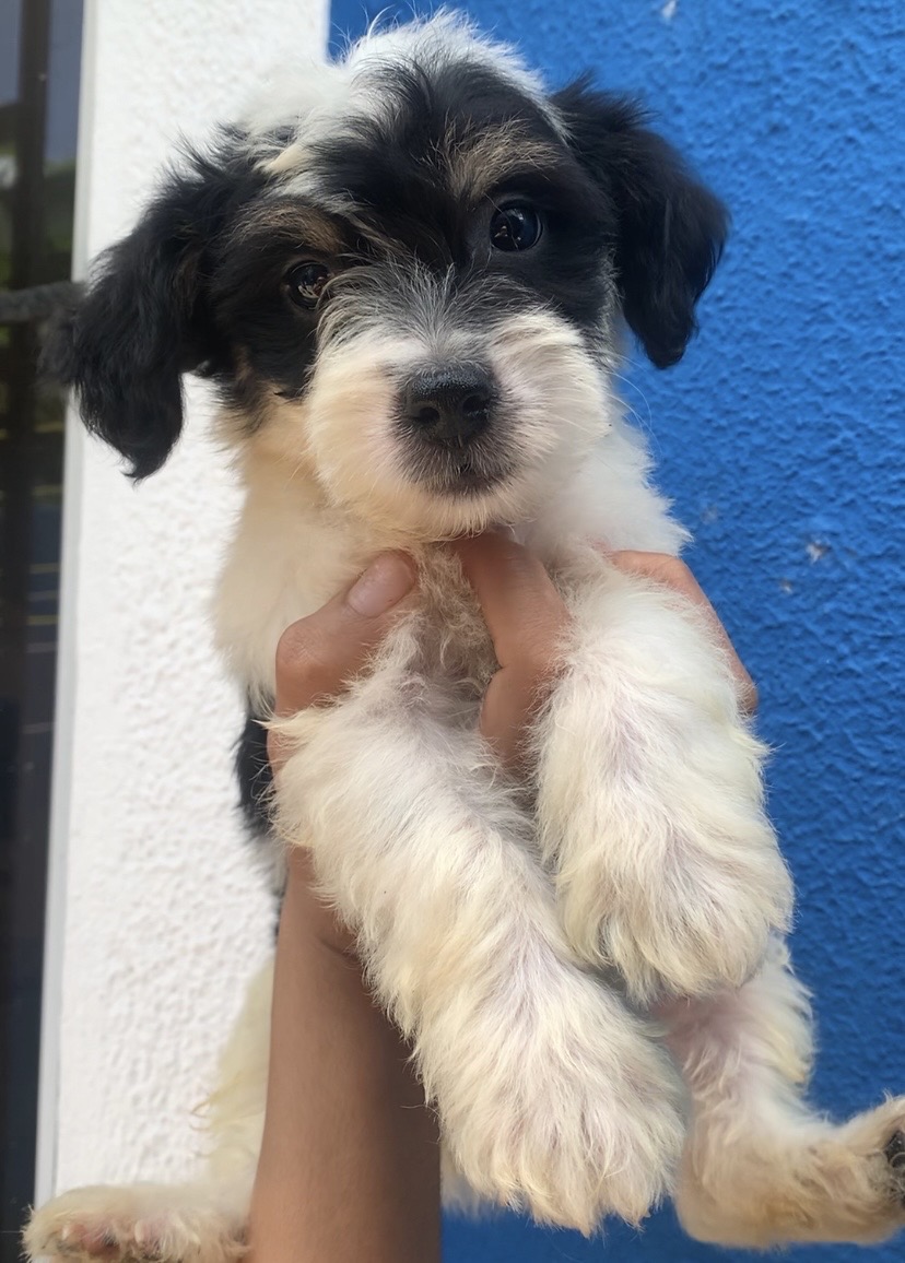 animales y mascotas - perro poodle peluche! 🥰 2