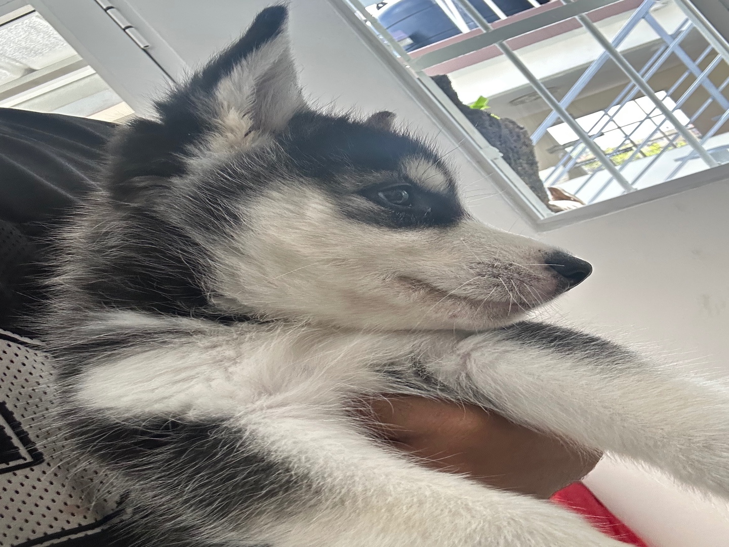 animales y mascotas - Perro raza husky siberiano (Hembra)  2