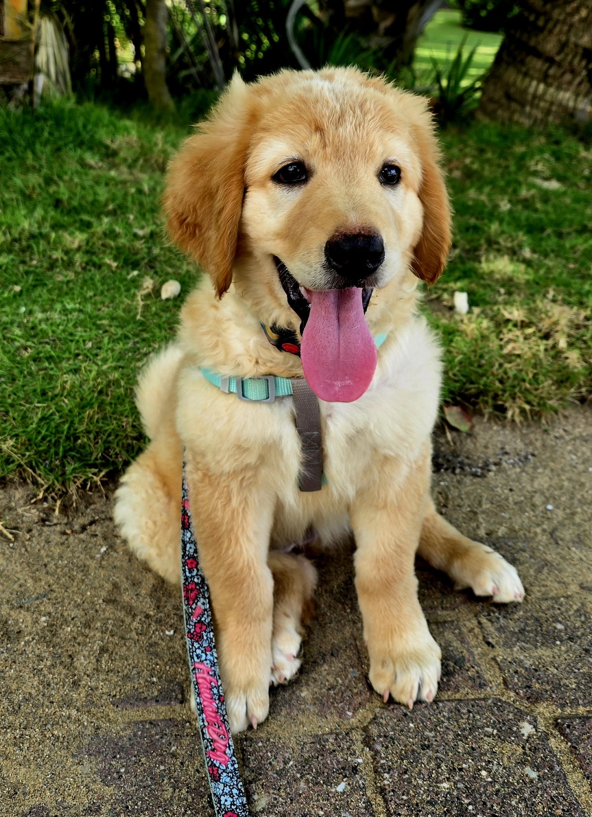 animales y mascotas - 🐾 ¡Buscamos familias para cachorros Hovawart 4