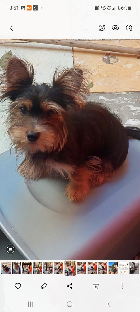 animales y mascotas - Venta de hermoso cachorro, 4 meses de nacido, vacunado y deparasitado 0
