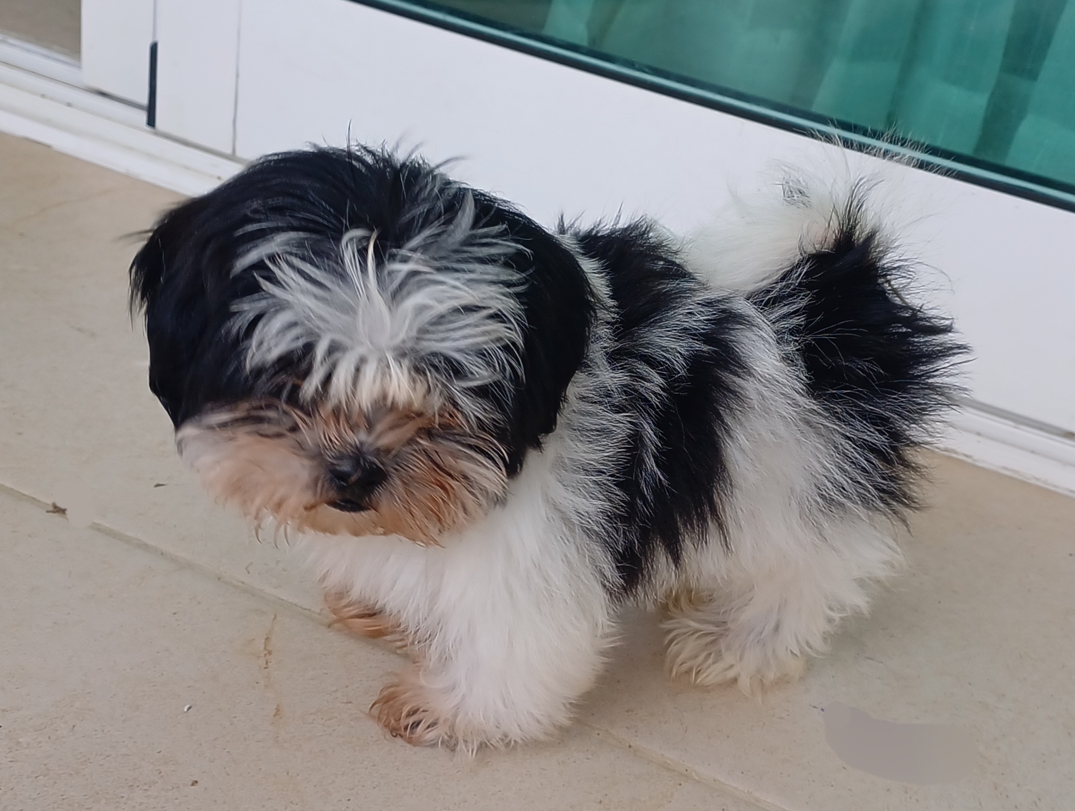 animales y mascotas - Cachorro Shih Tzu 4