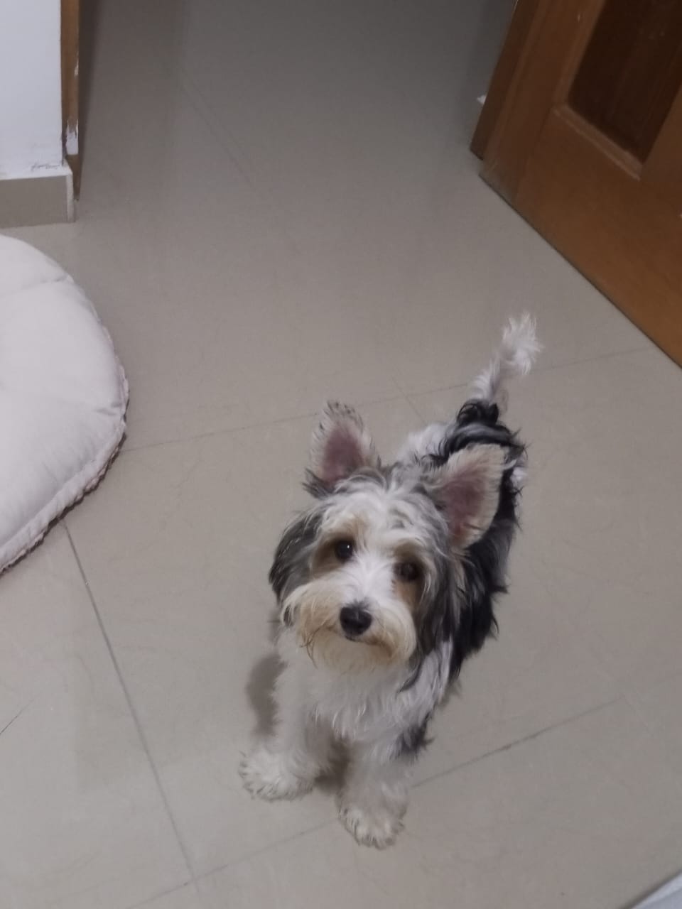 animales y mascotas - Yorkie hembra de 7 meses pura blanca  con negro 0