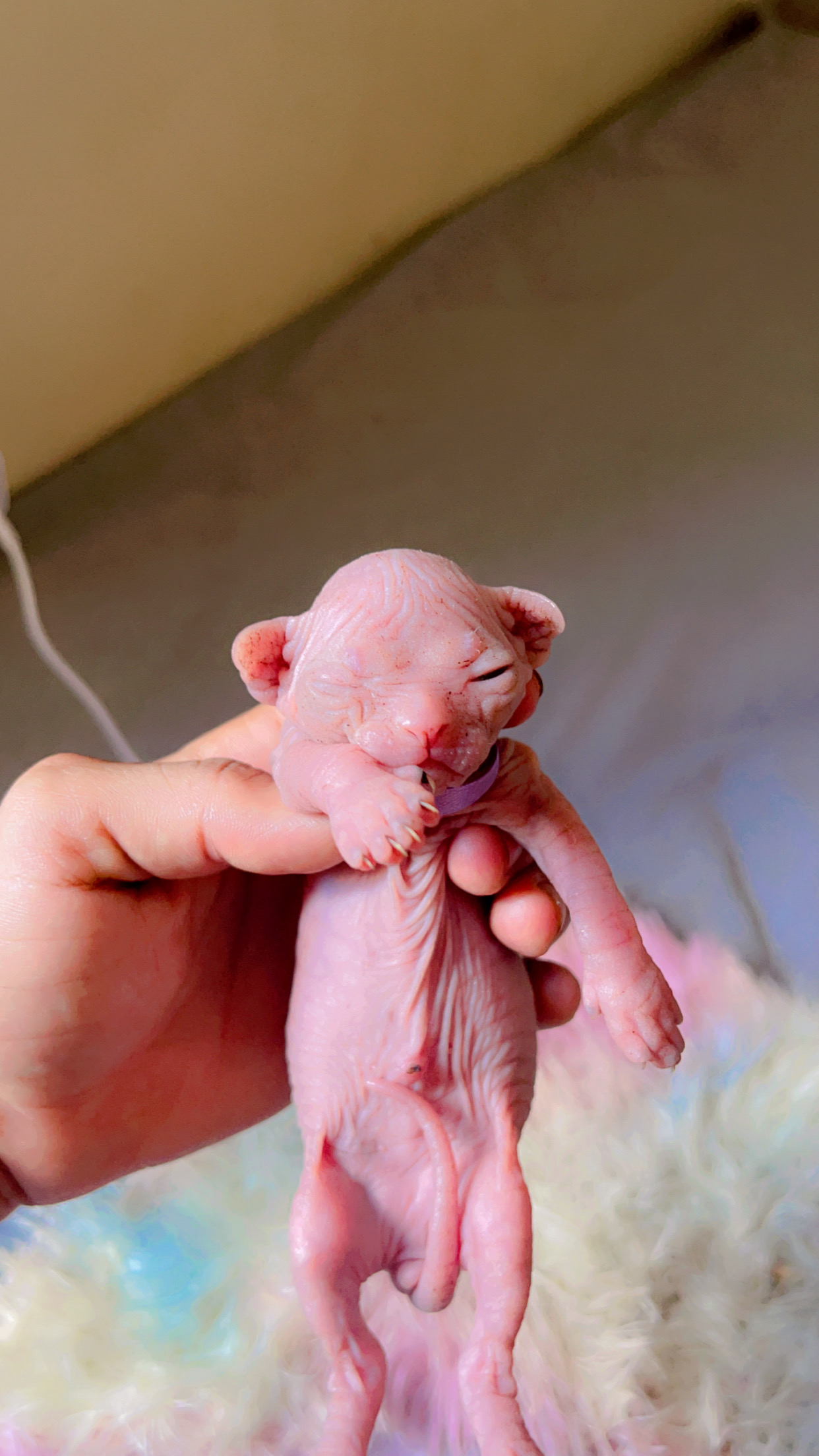 animales y mascotas - gatos esfinge , sphynx  3