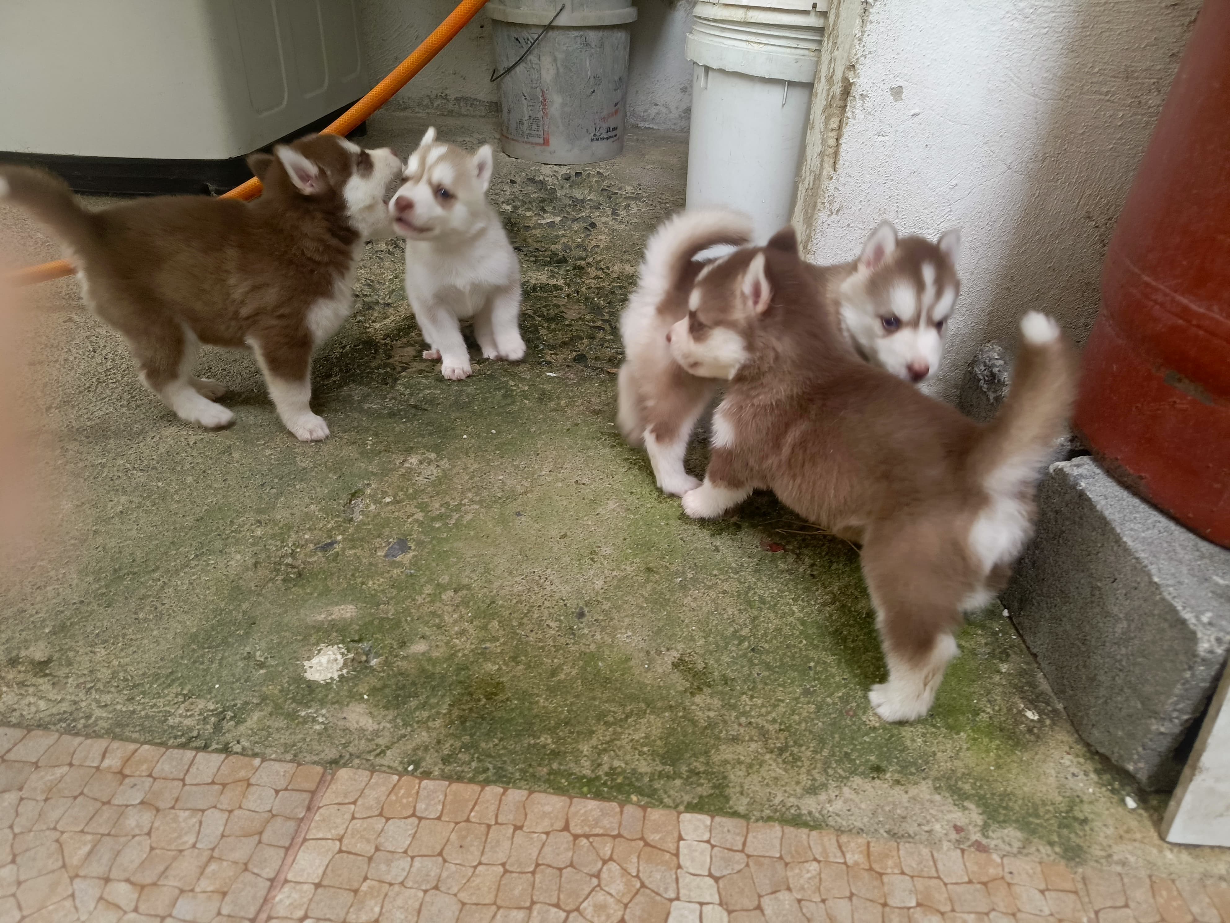 animales y mascotas - husky siberiano, oportunidad  0
