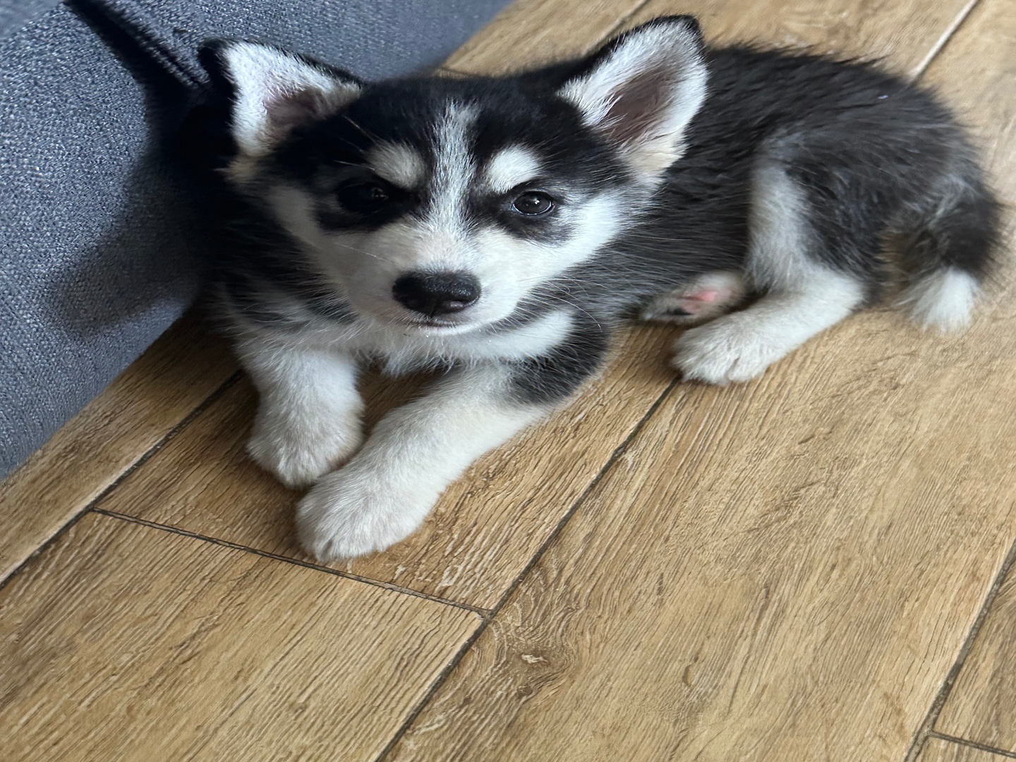 animales y mascotas - Perro raza husky siberiano (Hembra)  3