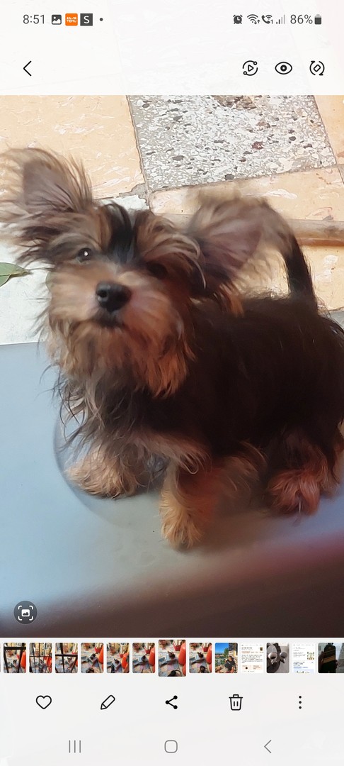 animales y mascotas - Venta de hermoso cachorro, 4 meses de nacido, vacunado y deparasitado 1