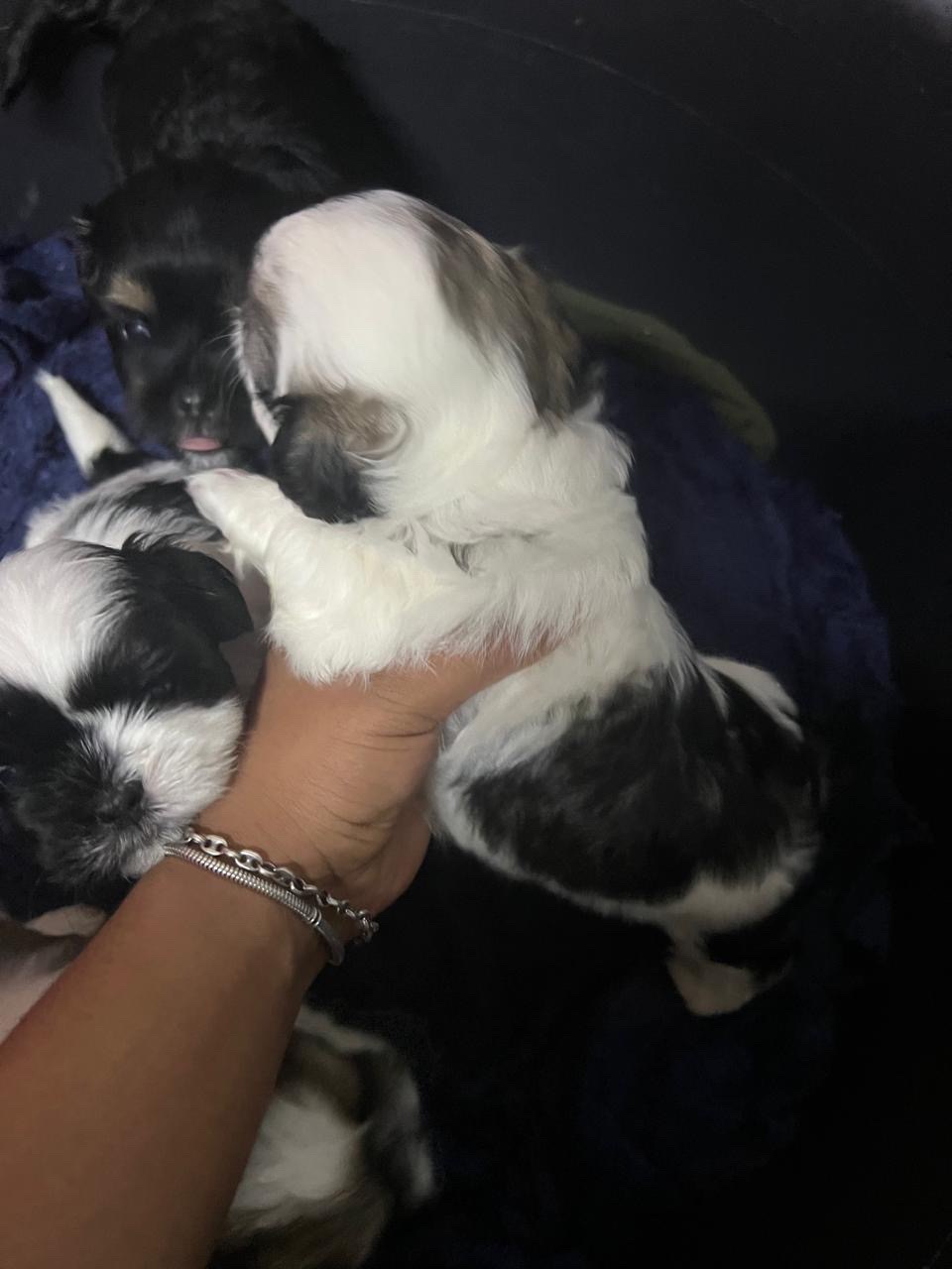 animales y mascotas - Shitzut varones y hembra  8