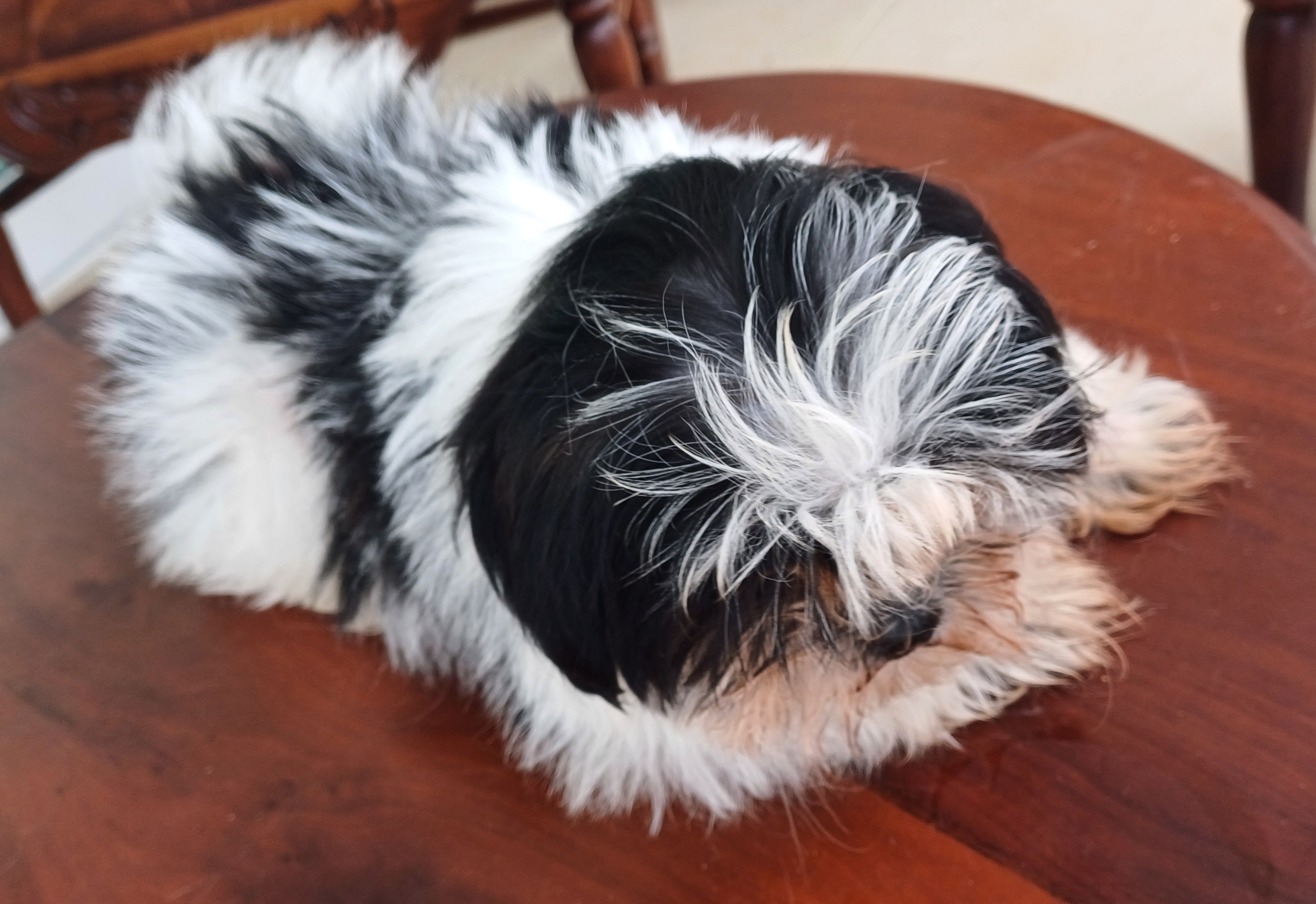 animales y mascotas - Cachorro Shih Tzu 5