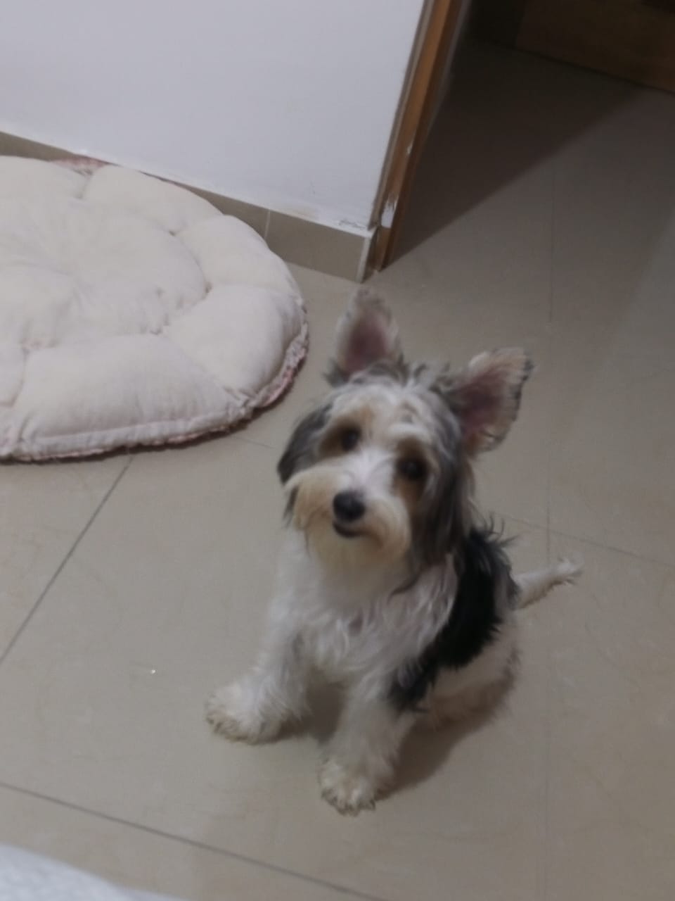 animales y mascotas - Yorkie hembra de 7 meses pura blanca  con negro 1
