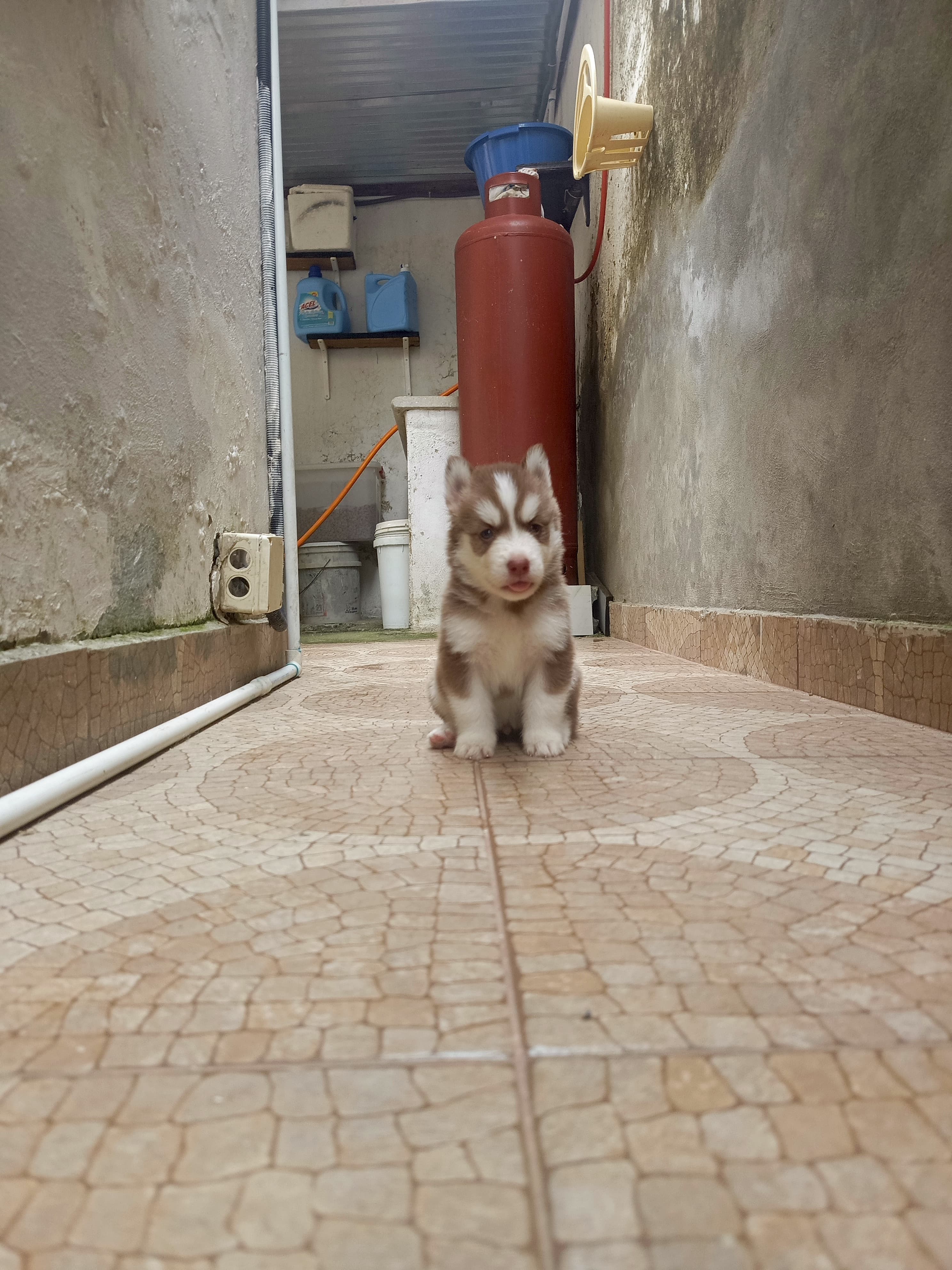 animales y mascotas - husky siberiano, oportunidad  1