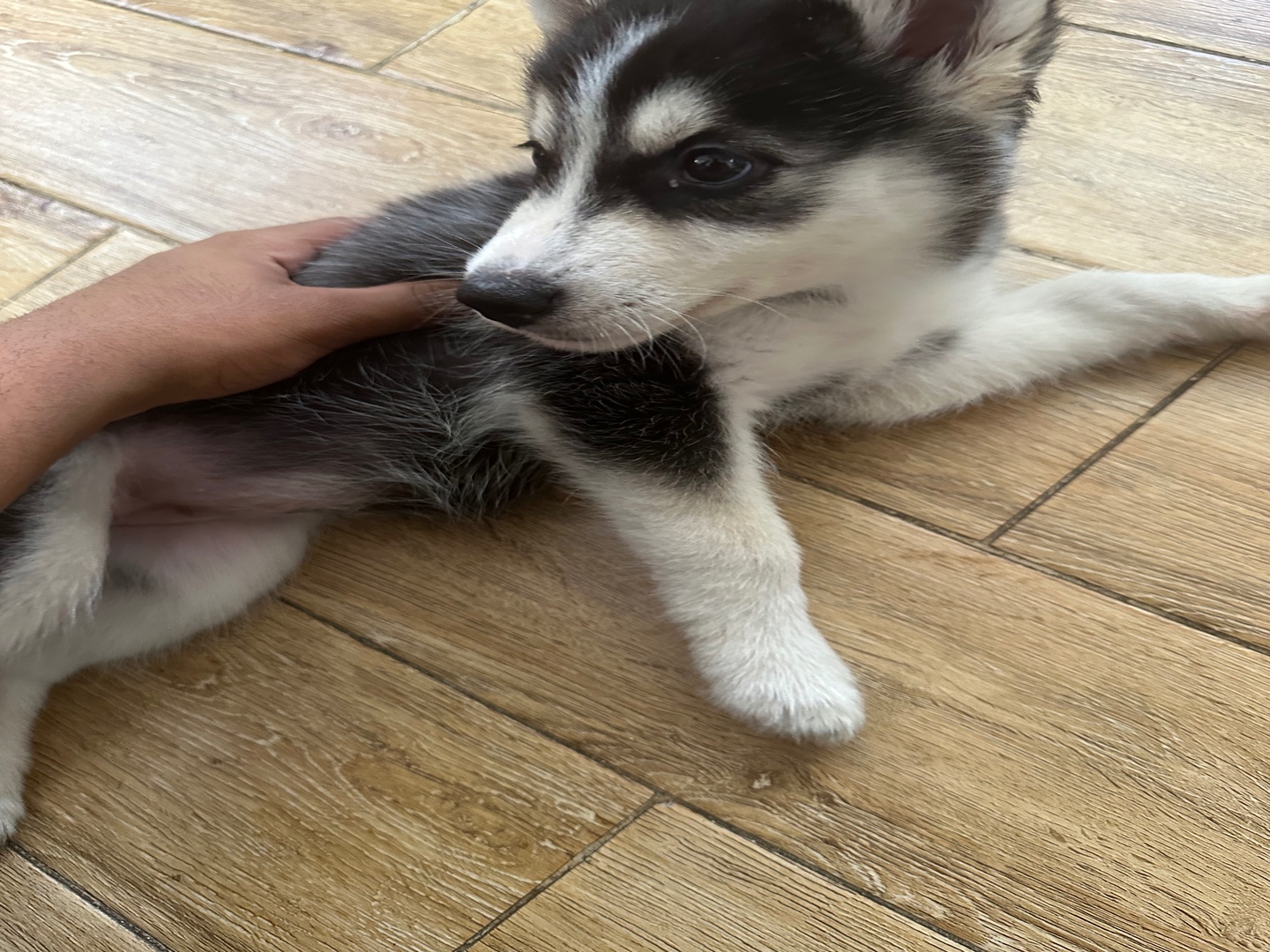 animales y mascotas - Perro raza husky siberiano (Hembra)  4
