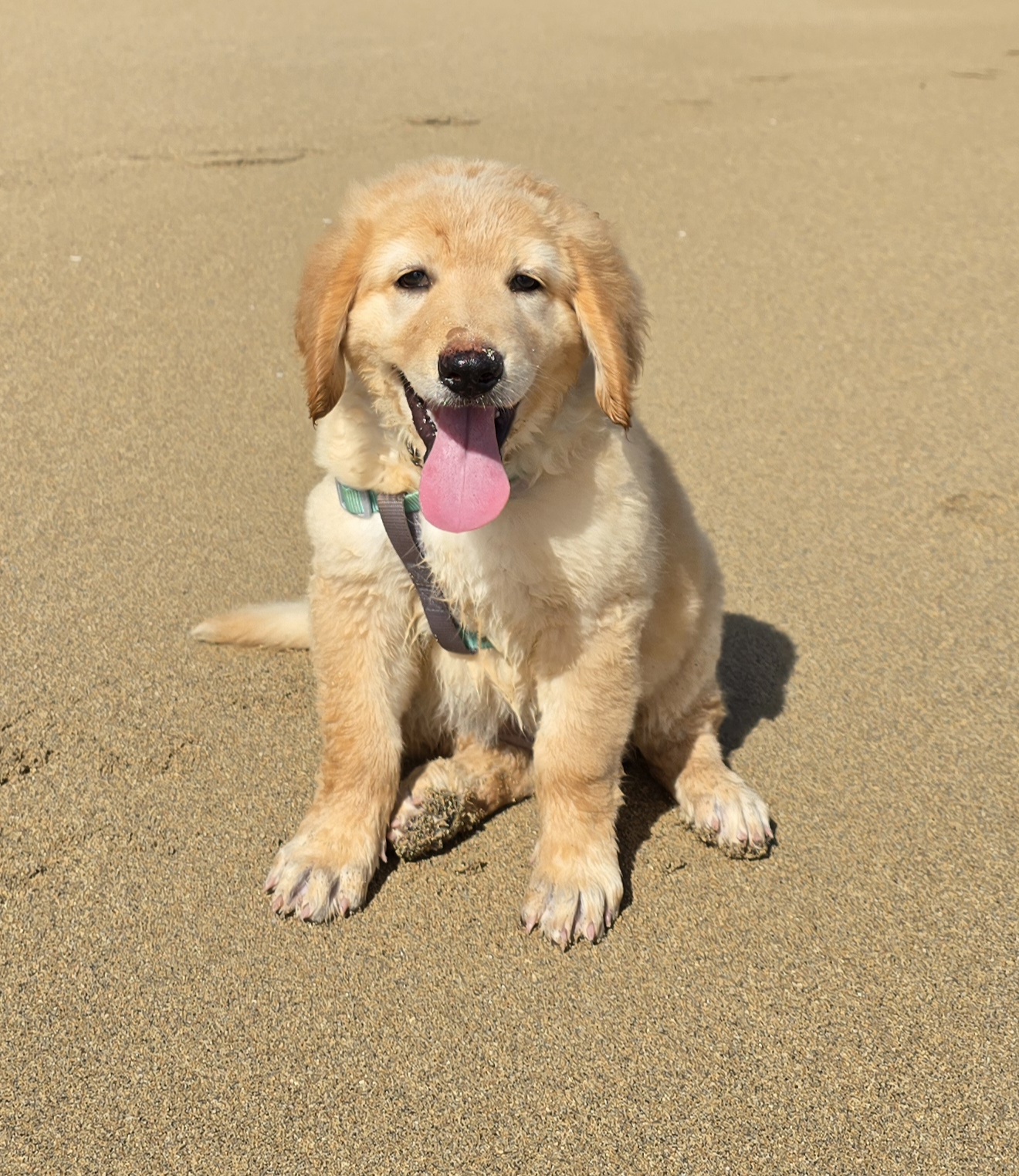 animales y mascotas - 🐾 ¡Buscamos familias para cachorros Hovawart 7