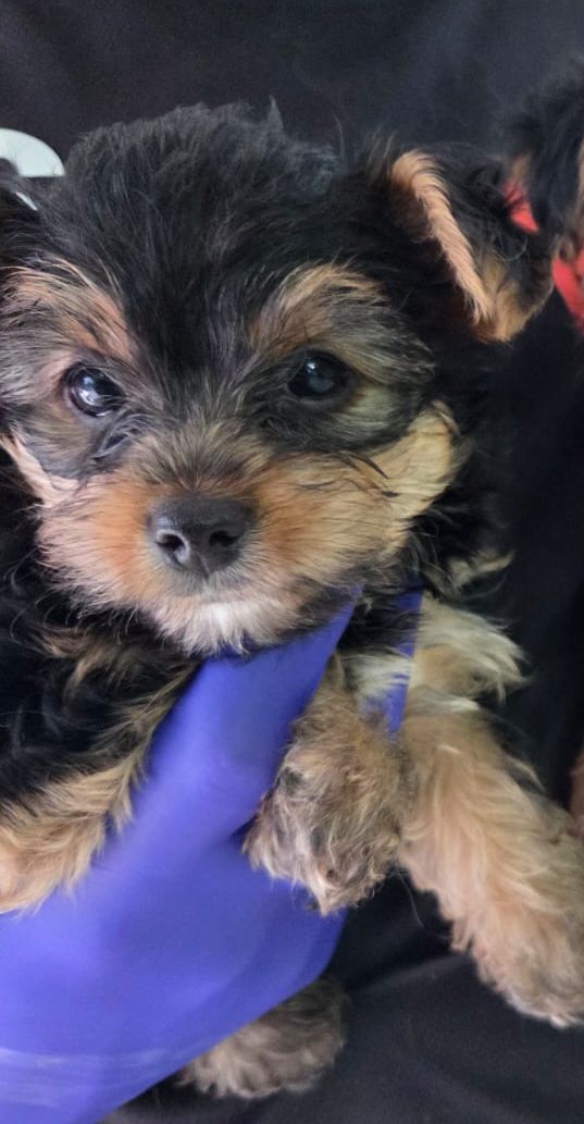 animales y mascotas - VENDO YORKIE TERRIER (2 unidades) 