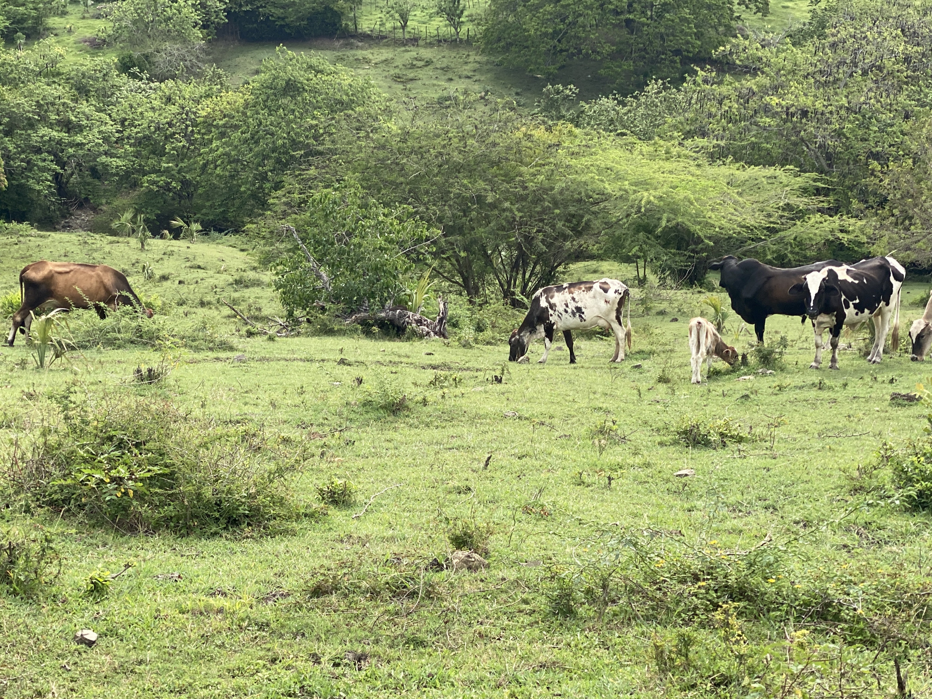 solares y terrenos - finca ganaderas en puerto plata  0