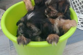 animales y mascotas - Morki Chachorros 2