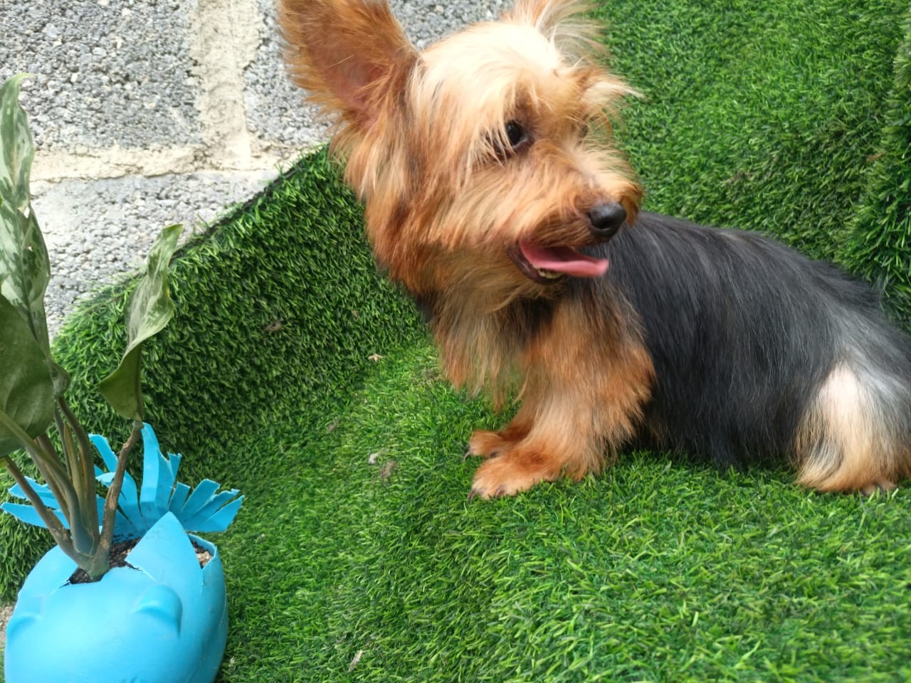 animales y mascotas - yorkies 1