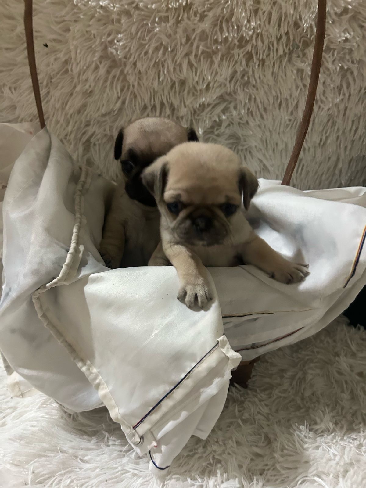 animales y mascotas - pug 2