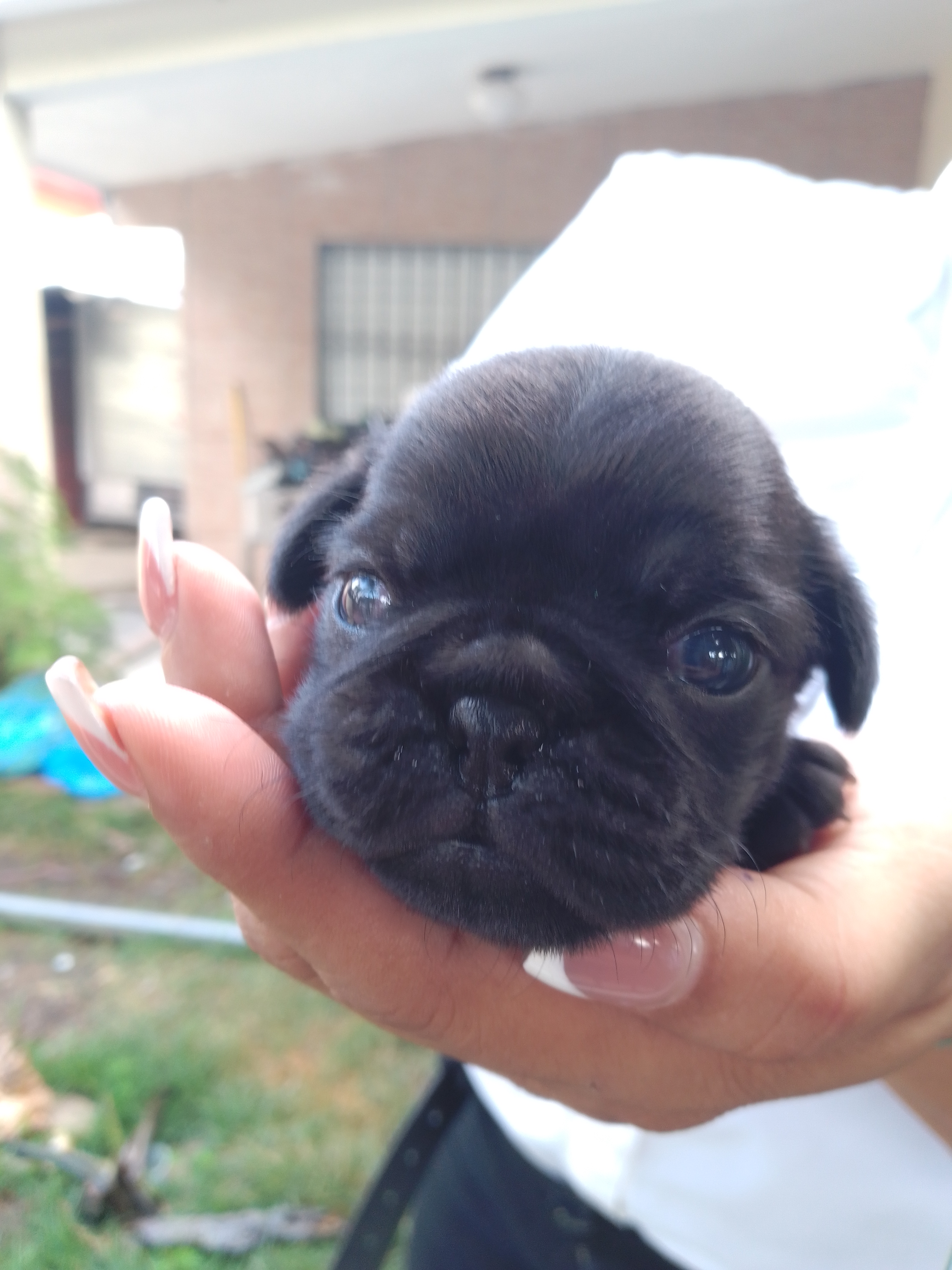 animales y mascotas - 🐾 ¡Hermosos Pug en Venta! 🐾 1