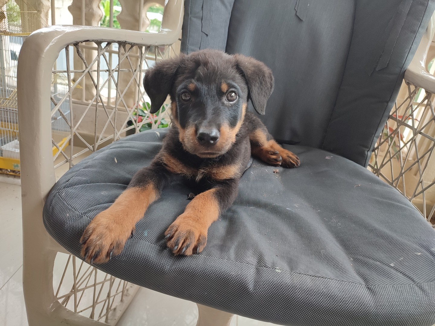 animales y mascotas - Cachorro Rottweiler  3