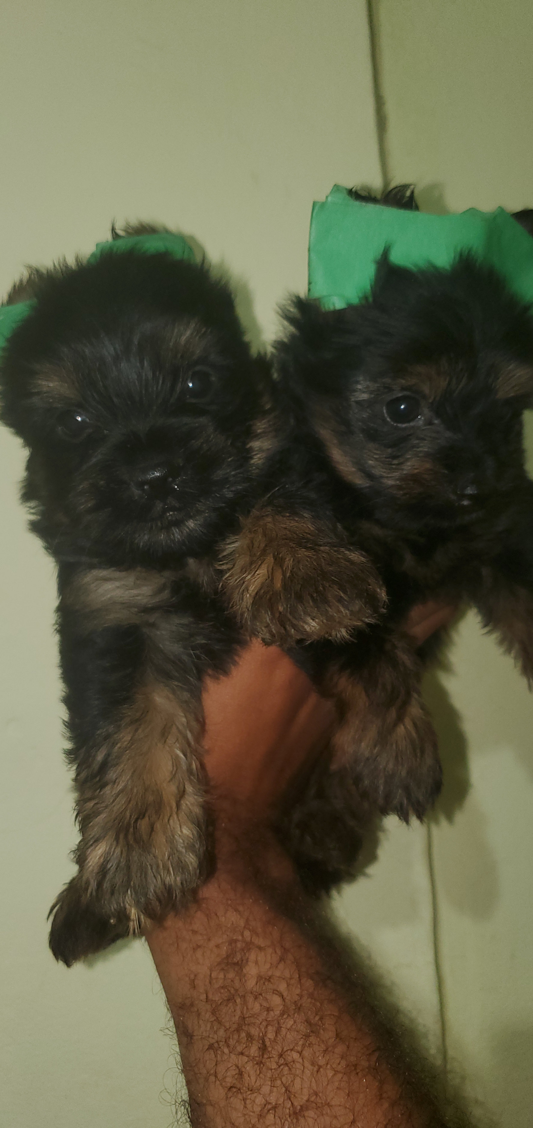 animales y mascotas - yorkie ambos sexo  2