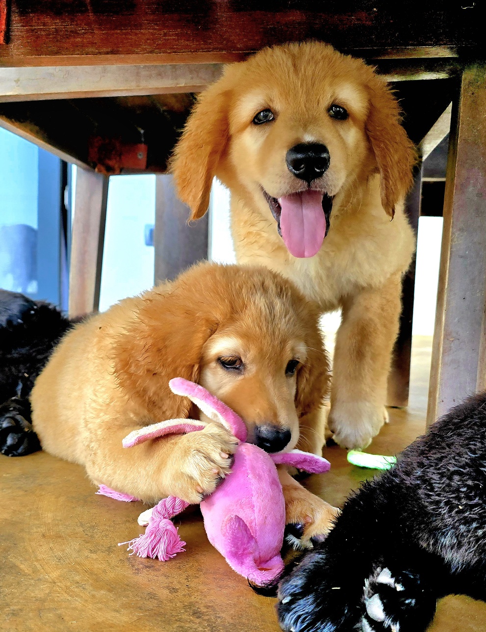 animales y mascotas - 🐾 ¡Buscamos familias para cachorros Hovawart 5