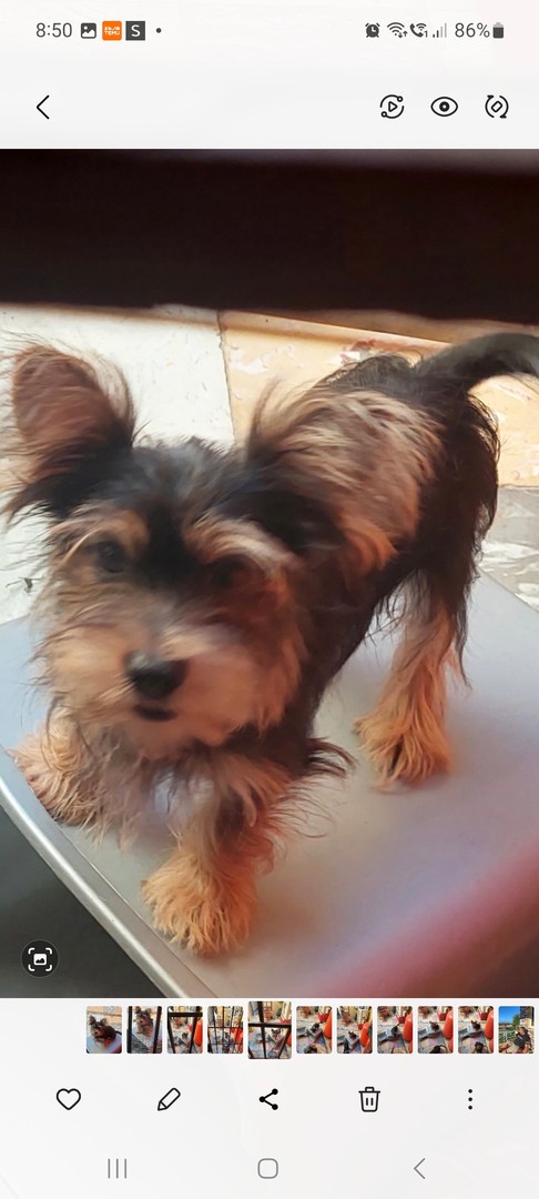 animales y mascotas - Venta de hermoso cachorro, 4 meses de nacido, vacunado y deparasitado 2