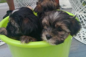 animales y mascotas - Morki Chachorros 1