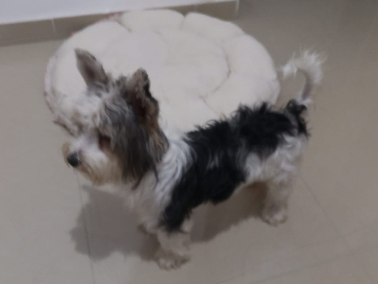 animales y mascotas - Yorkie hembra de 7 meses pura blanca  con negro 2