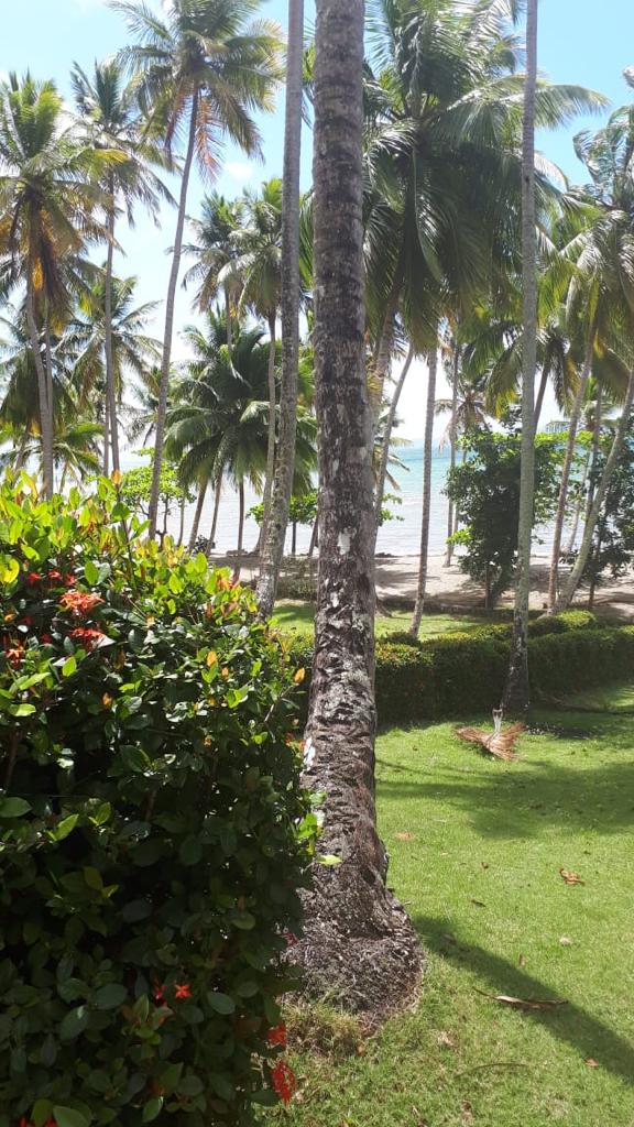 solares y terrenos - Sanchez samana vendo terreno con playa  4