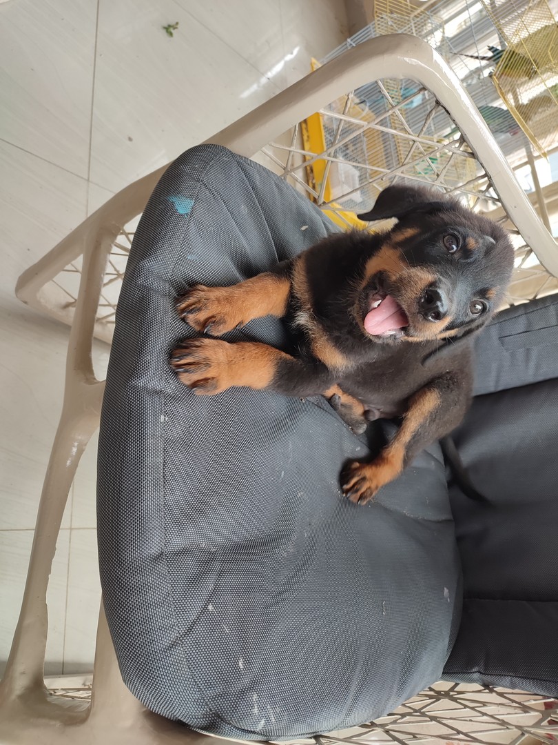 animales y mascotas - Cachorro Rottweiler 