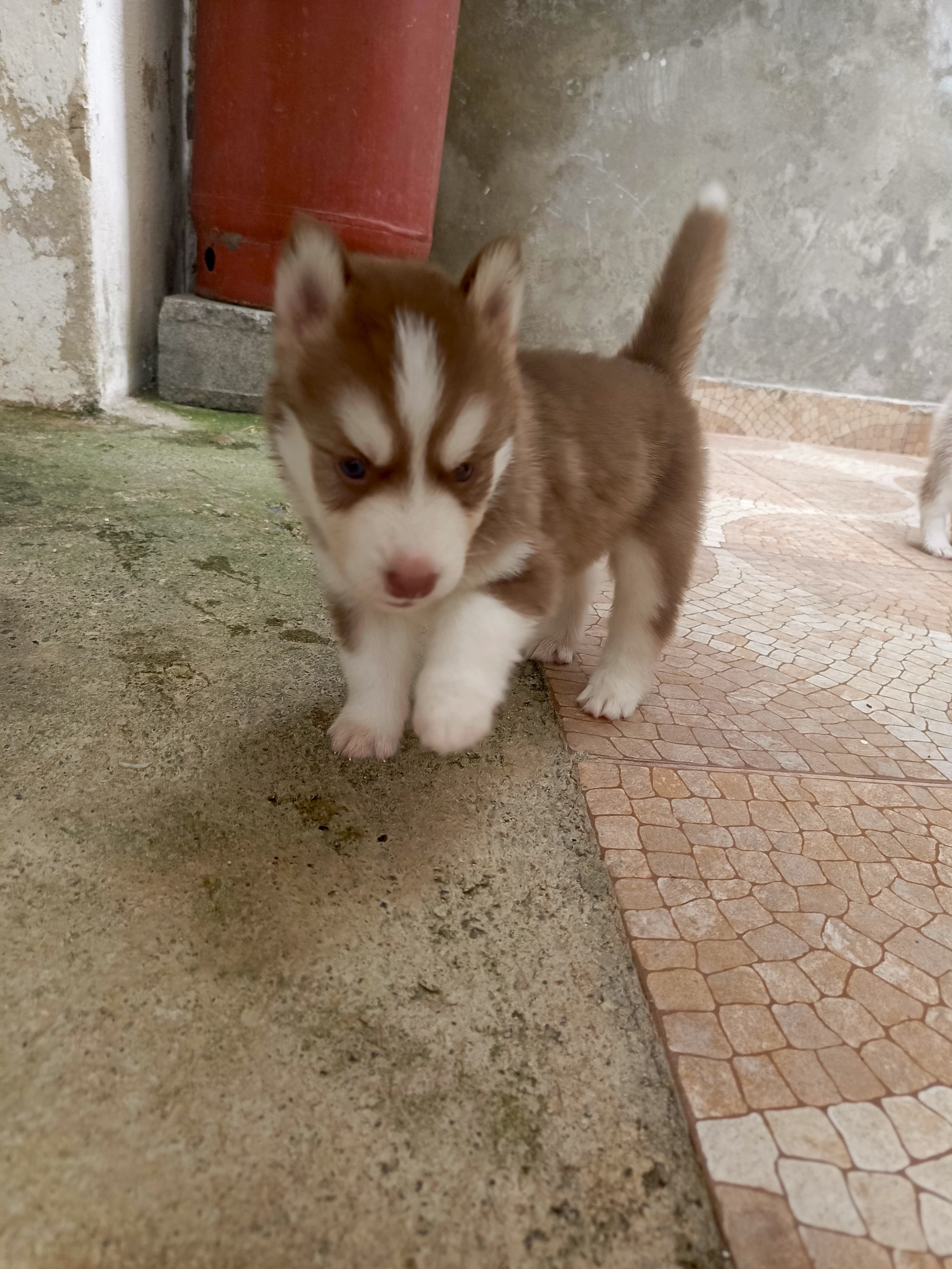 animales y mascotas - husky siberiano, oportunidad  2