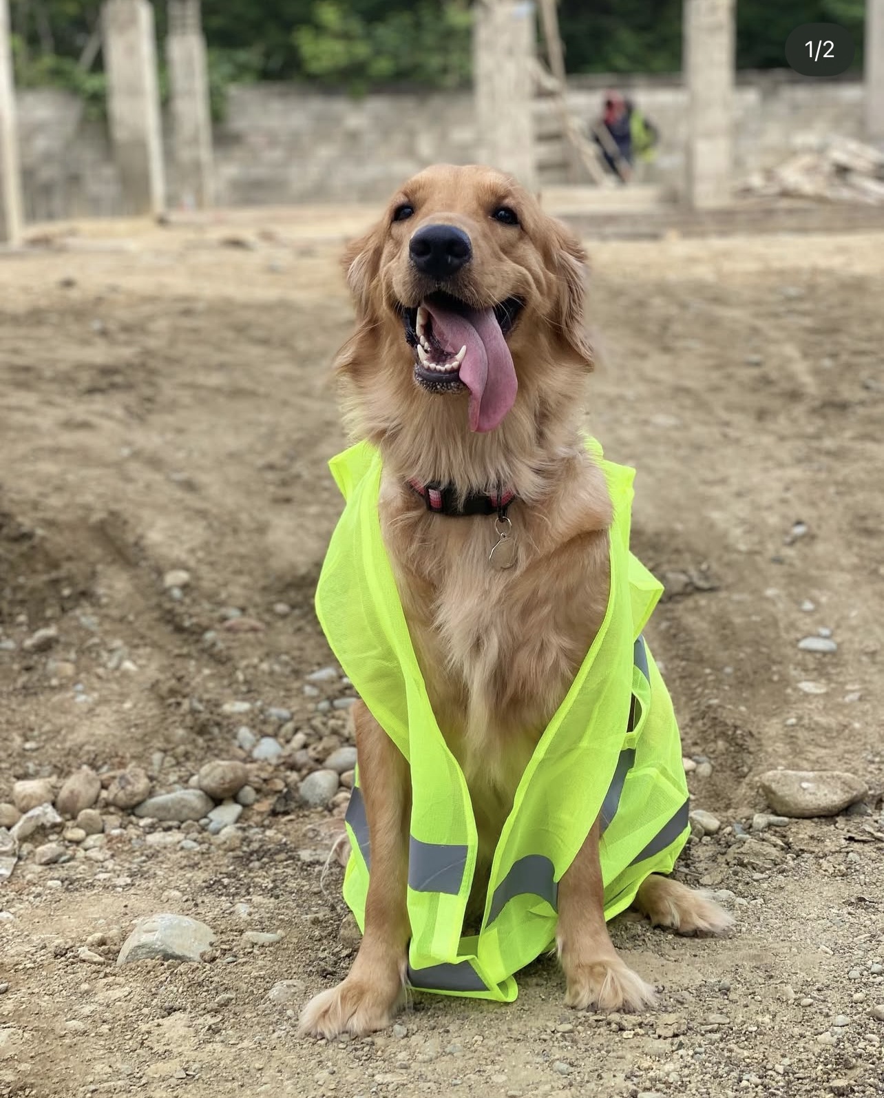 animales y mascotas - Cachorros Golden Retrieve puros  9