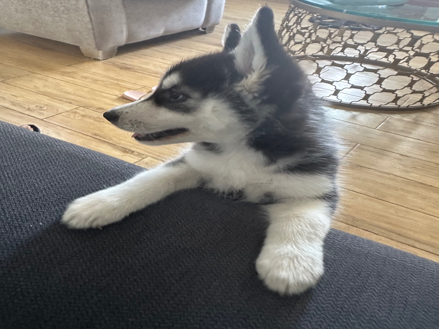 animales y mascotas - Perro raza husky siberiano (Hembra)  5