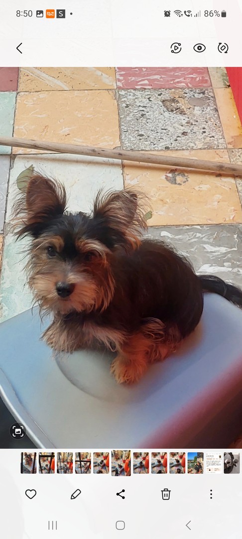 animales y mascotas - Venta de hermoso cachorro, 4 meses de nacido, vacunado y deparasitado 3
