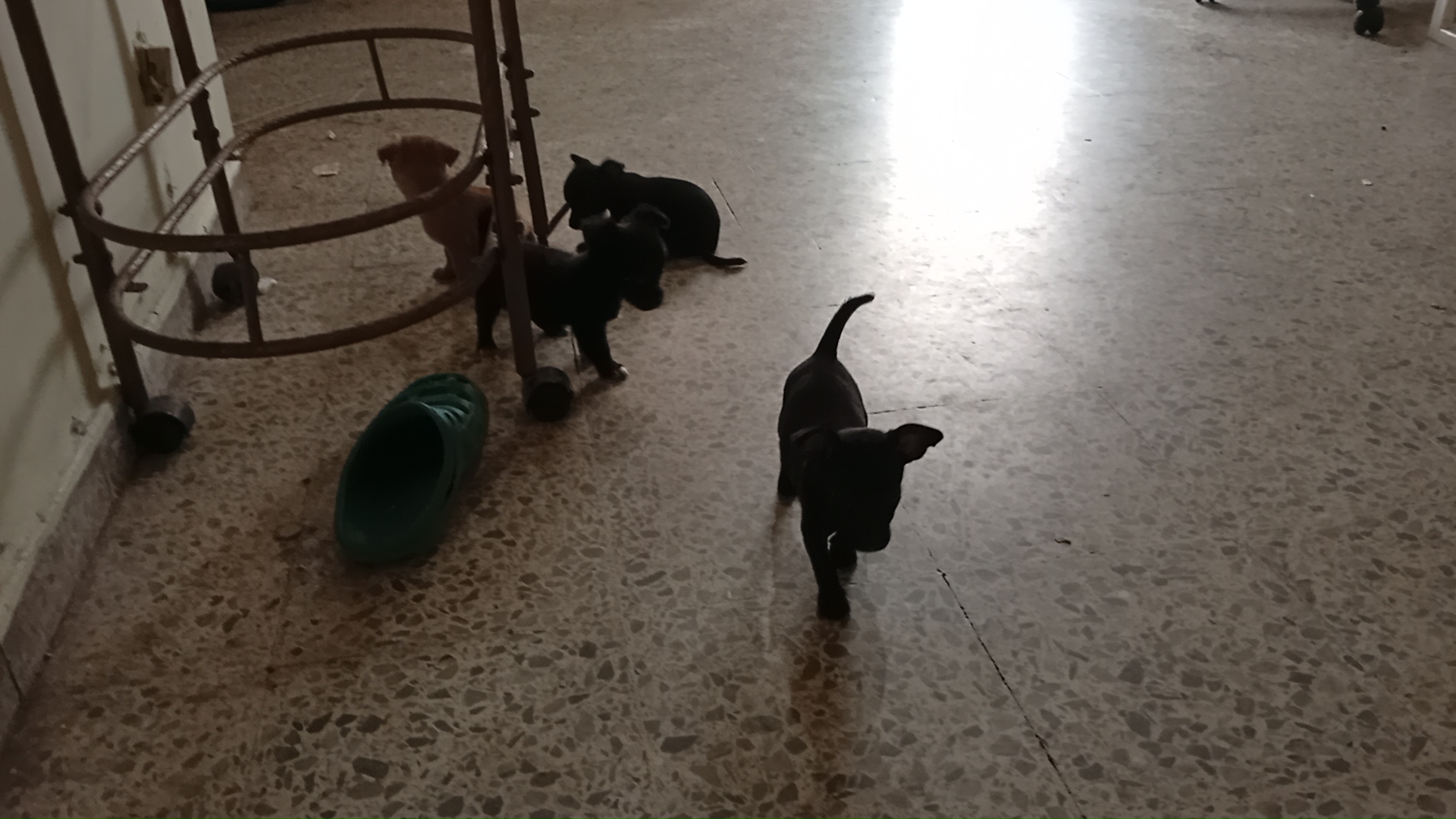 animales y mascotas - Chihuahuas  0