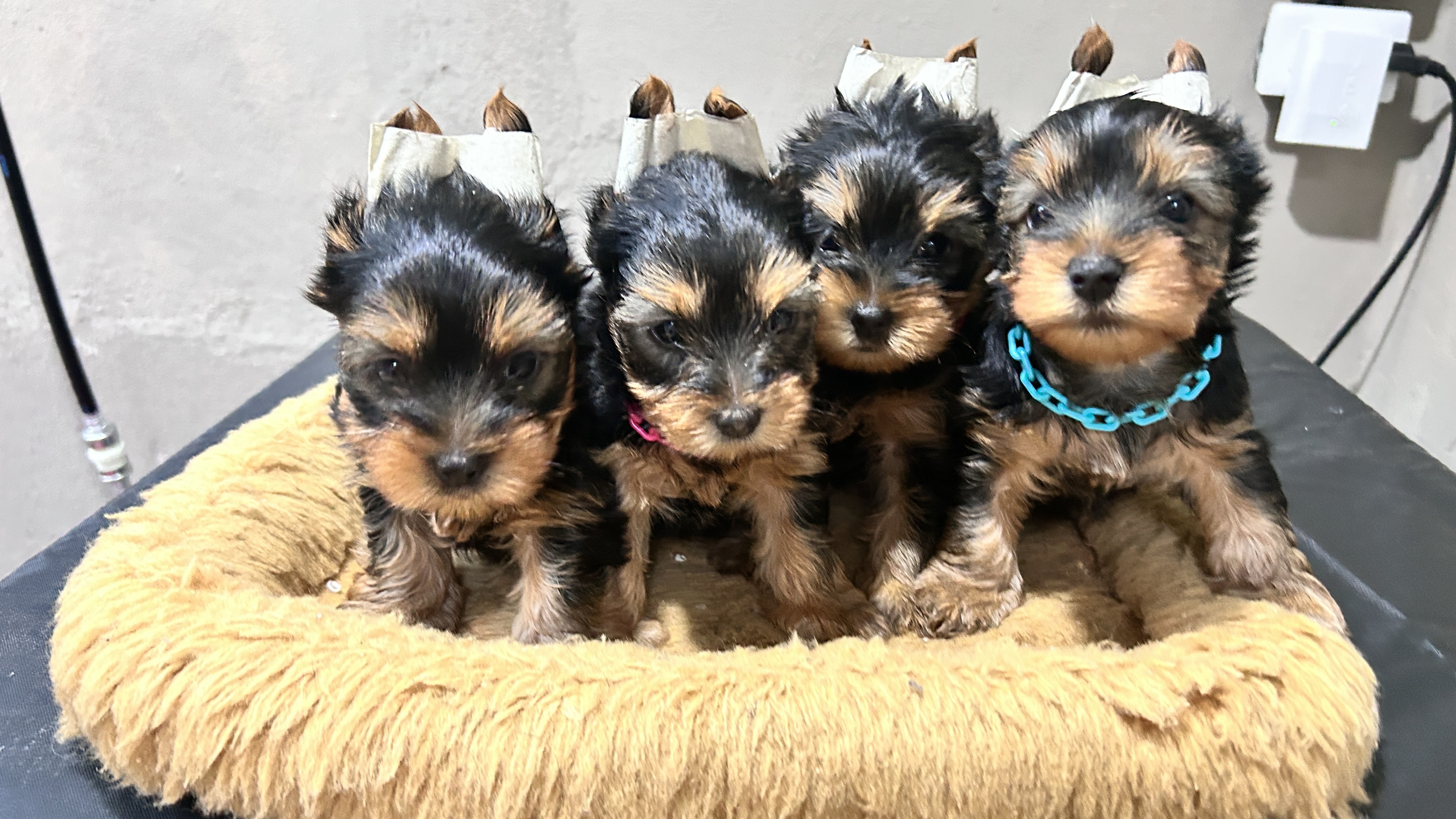 animales y mascotas - Perros Yorkie terrier  1