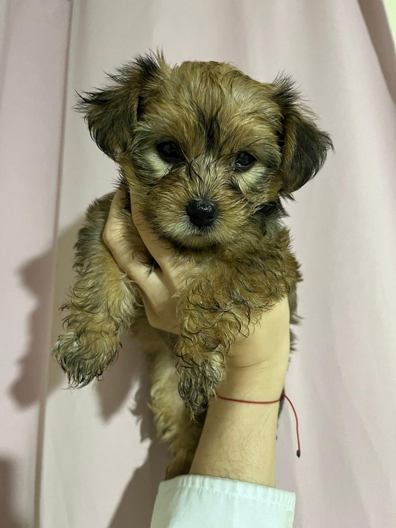 animales y mascotas - VENDO YORKIE TERRIER (2 unidades)  2