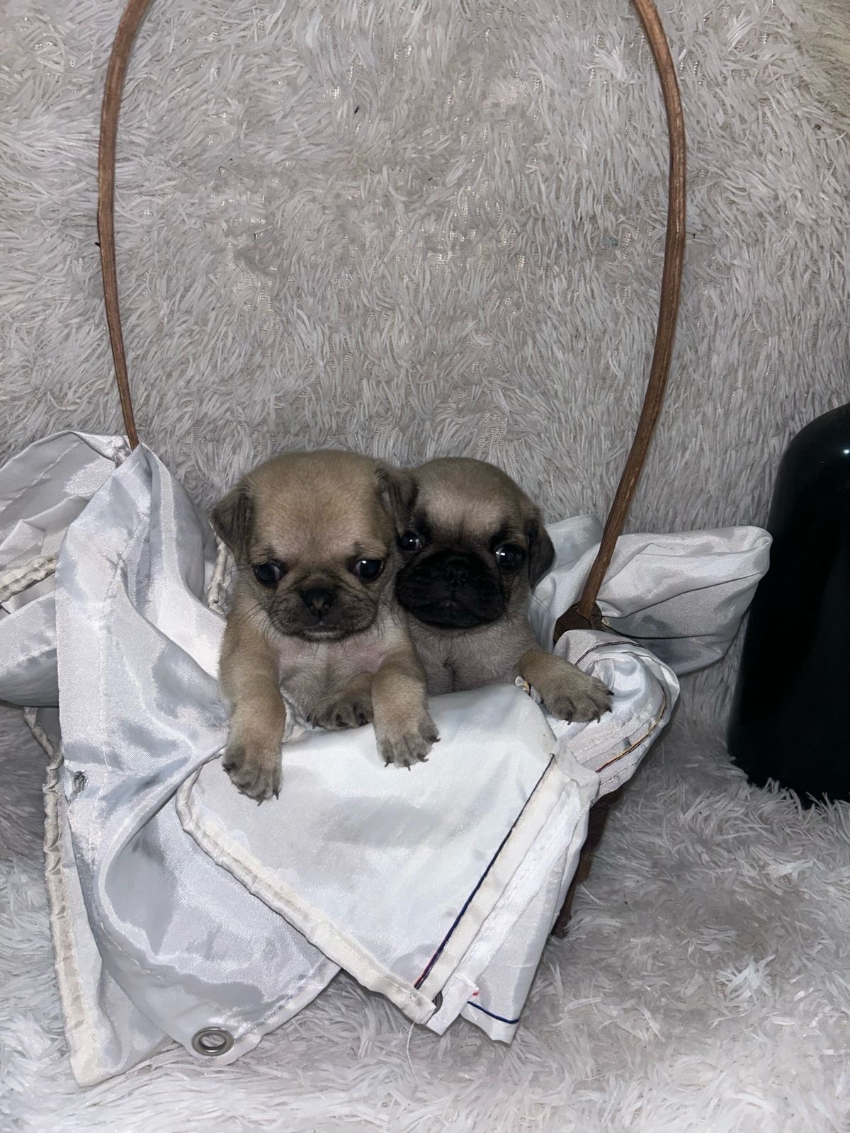 animales y mascotas - pug