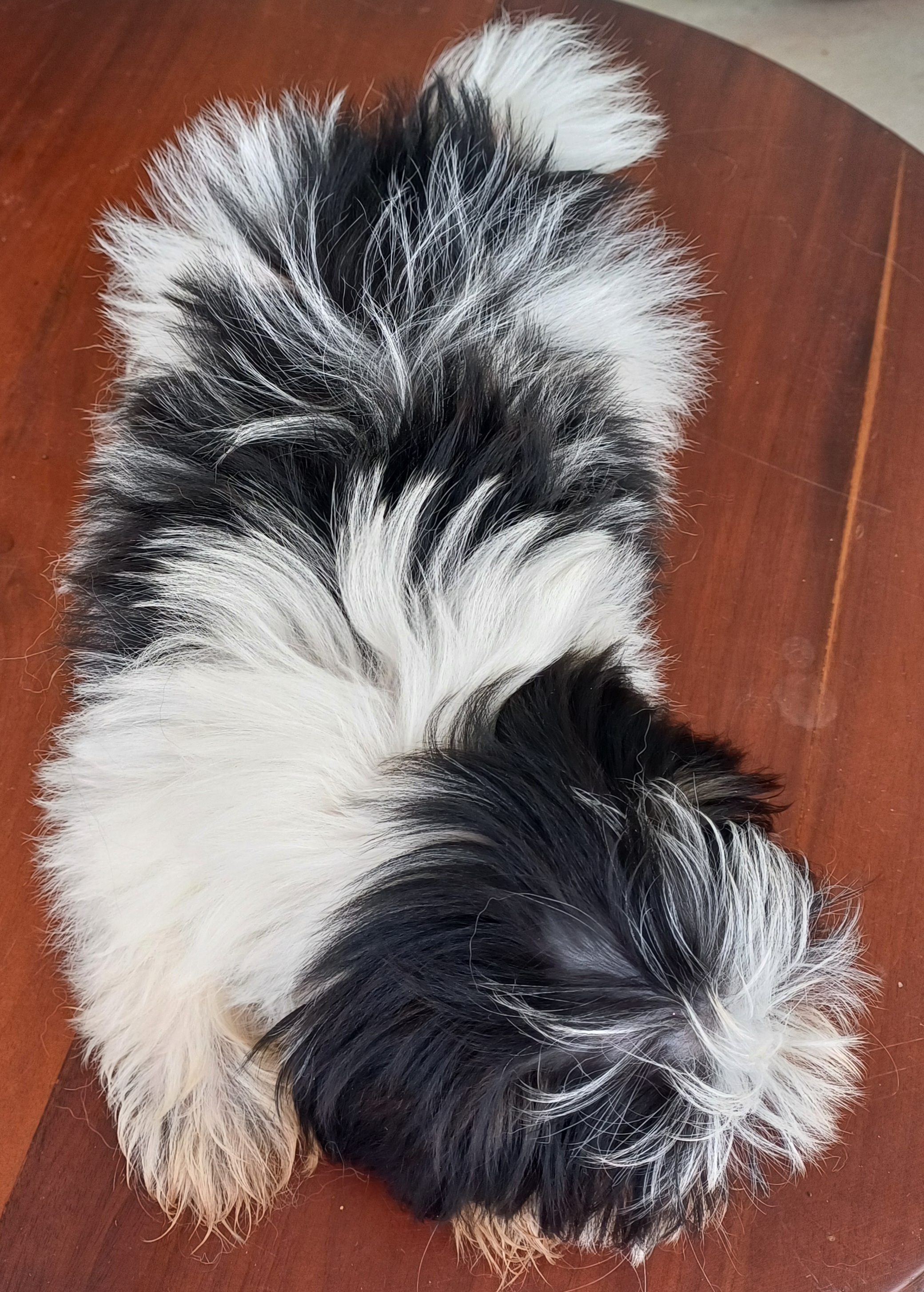 animales y mascotas - Cachorro Shih Tzu 7
