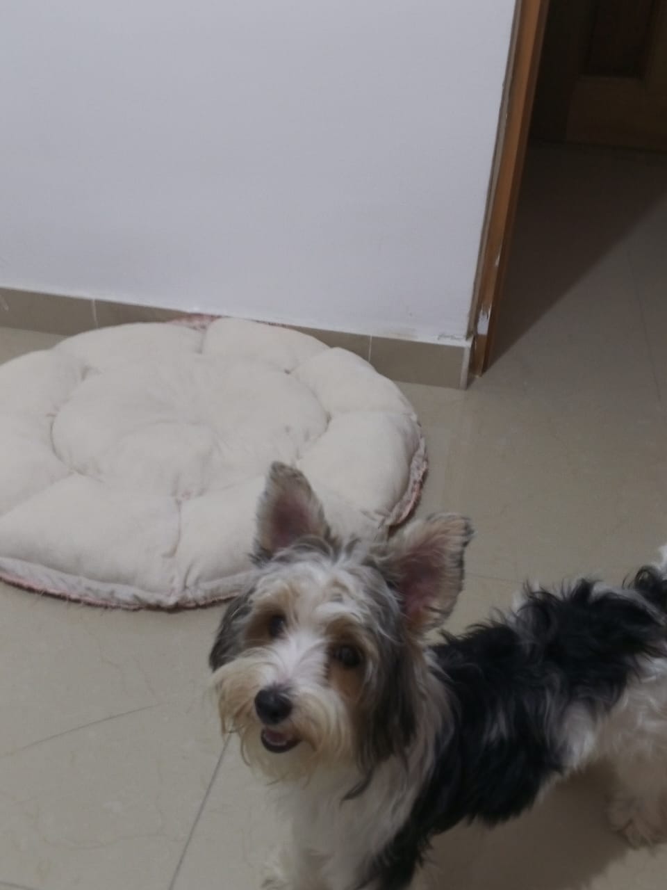 animales y mascotas - Yorkie hembra de 7 meses pura blanca  con negro 3