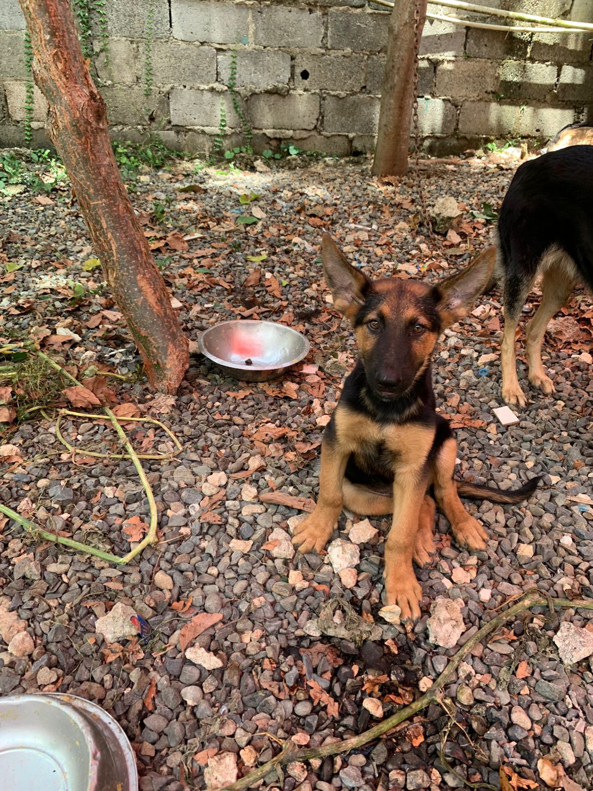 animales y mascotas - OFERTA CACHORRO PASTOR ALEMAN AMBOS SEXO SE ENTREG