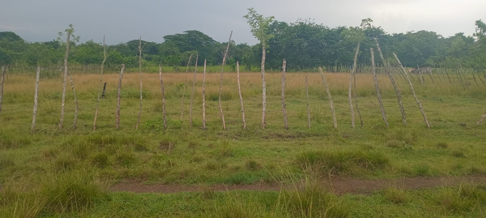 solares y terrenos - Vendo terreno de 1,800 metros  en fantino en la provincia Sánchez Ramírez 