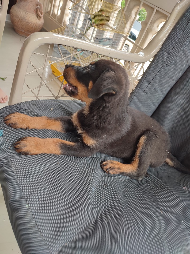 animales y mascotas - Cachorro Rottweiler  1