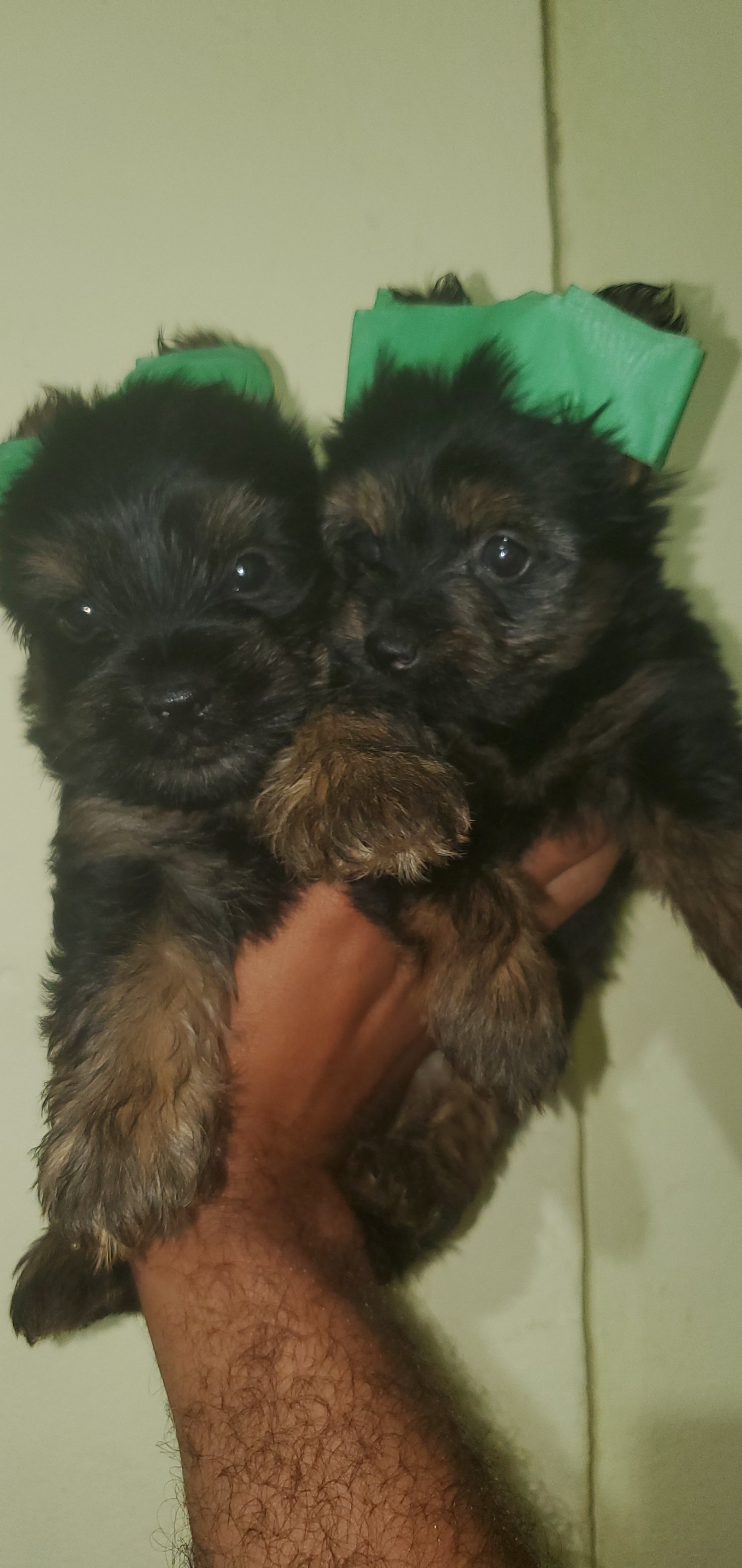 animales y mascotas - yorkie ambos sexo  0