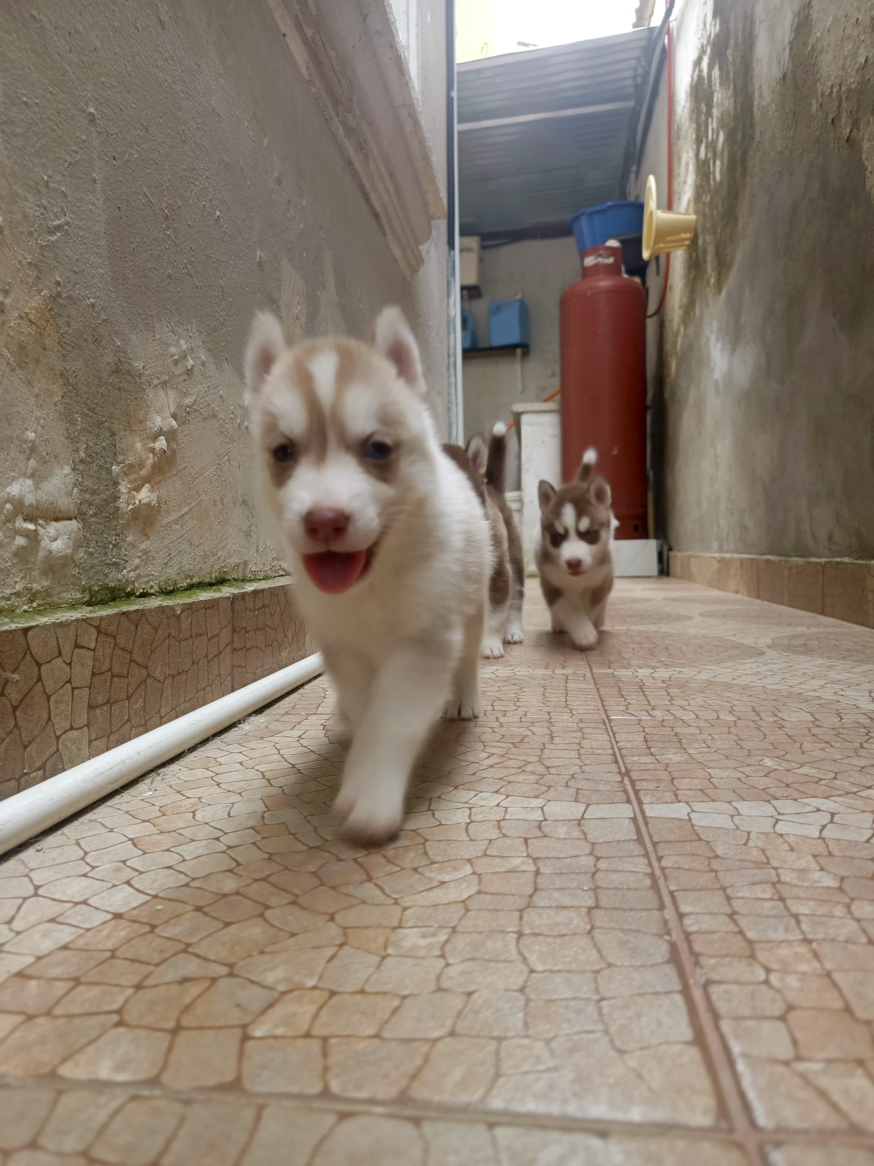 animales y mascotas - husky siberiano, oportunidad  3