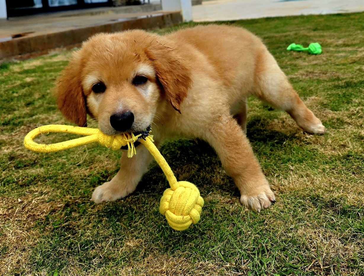 animales y mascotas - 🐾 ¡Buscamos familias para cachorros Hovawart 6