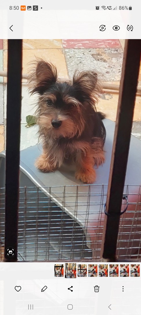 animales y mascotas - Venta de hermoso cachorro, 4 meses de nacido, vacunado y deparasitado 4