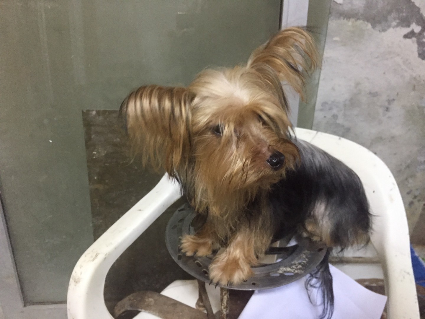 animales y mascotas - yorkies